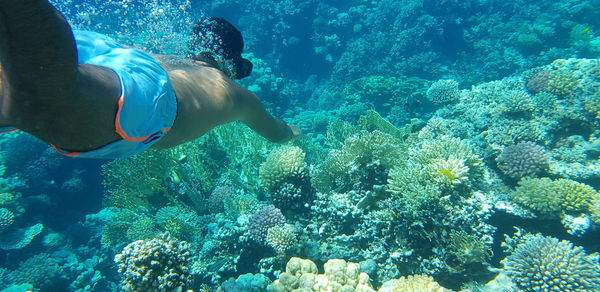 Shirtless man swimming over coral in sea