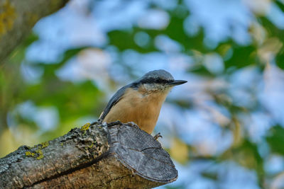 Low angle view of bird perching on branch