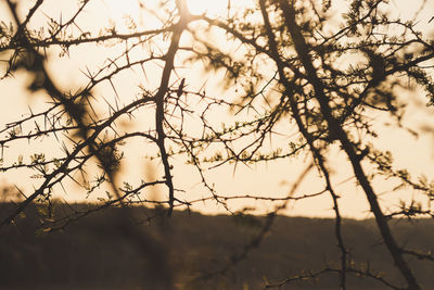 Close-up of bare tree branch against sky