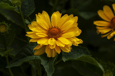 Close-up of sunflower