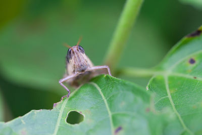 Close-up of insect on leaf