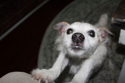 Portrait of dog at home