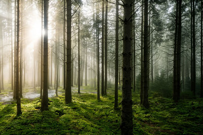 Trees in forest