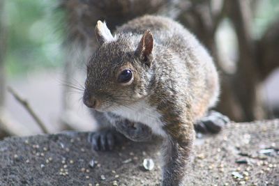 Close-up of squirrel