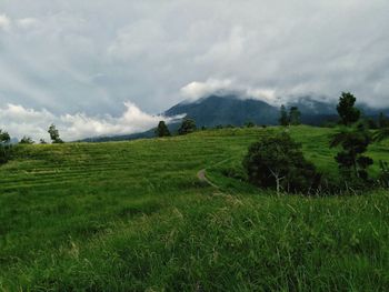 Scenic view of field against sky