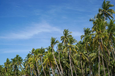 Low angle view of coconut palm trees against blue sky