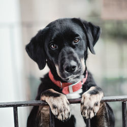 Close-up portrait of black dog