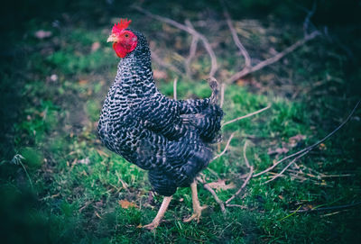 View of a bird on field