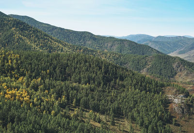 Green dense autumn coniferous forest in the mountains, firs and pines