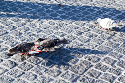 High angle view of bird on street in city