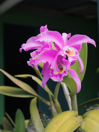 Close-up of purple flowers blooming outdoors