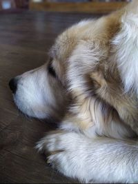 Close-up of dog sleeping on floor