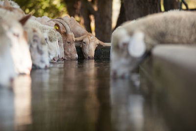 Close-up of domestic cattle drinking water at ranch