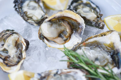 Close-up of fish in plate