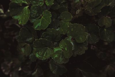 Close-up of water drops on leaves