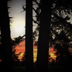 Silhouette trees against sky during sunset