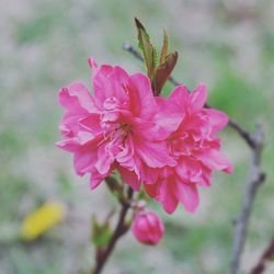 Close-up of pink flowers blooming outdoors