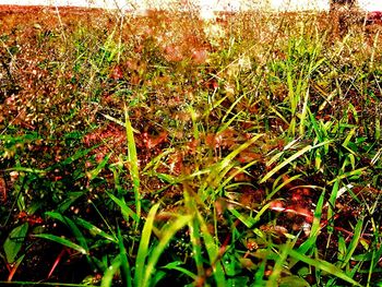 Close-up of fresh green grass in field