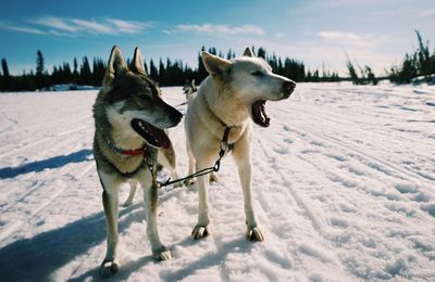 Dogs on snow field against sky