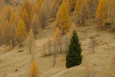 Pine trees in forest during autumn