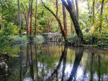 Trees by lake in forest
