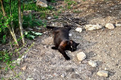 High angle view of a cat on field