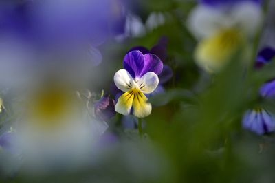 Close-up of purple flower blooming outdoors