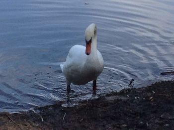 High angle view of seagull on lake