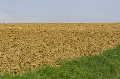 Scenic view of field against clear sky