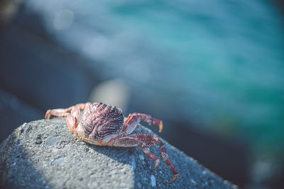 Close-up of crab on rock