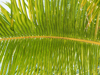 Full frame shot of palm leaves