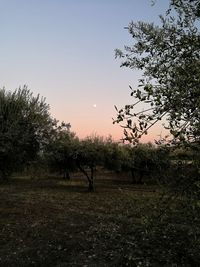 Trees on field against sky during sunset