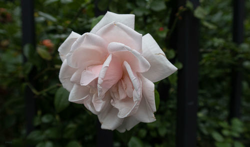 Close-up of white rose