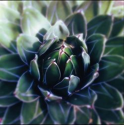 Full frame shot of cactus