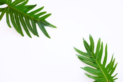 Close-up of leaves against white background