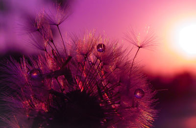 Close-up of dandelion against sky