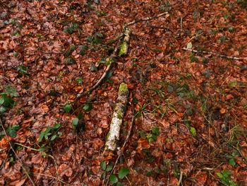 High angle view of snake in forest during autumn