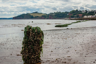 Plants growing on beach against sky