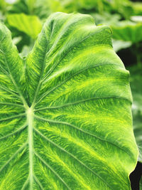 Close-up of palm leaves