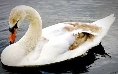 Close-up of swan in water