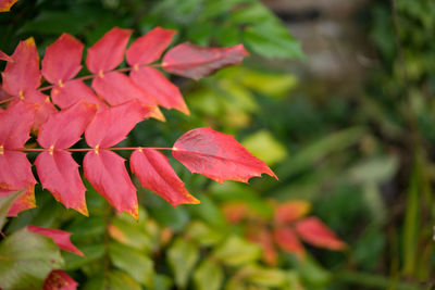 Close-up of red flowers blooming outdoors