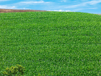 Scenic view of grassy field against sky