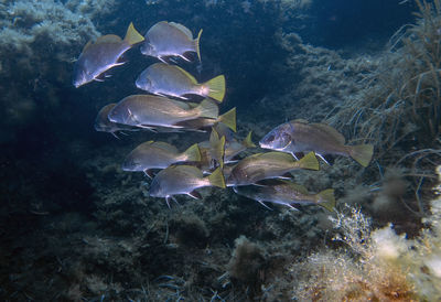 A school of brown meagre - sciaena umbra - in the mediterranean sea