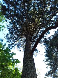 Low angle view of trees against sky