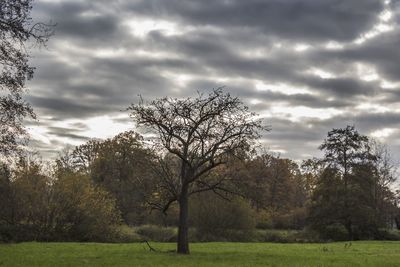 Trees on field against sky