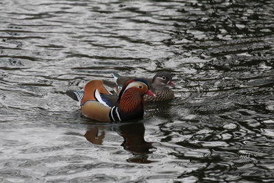 mandarin duck