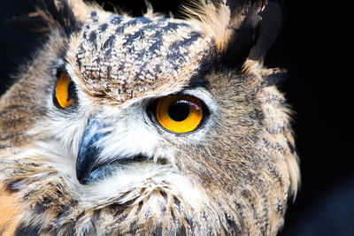 Close-up portrait of owl