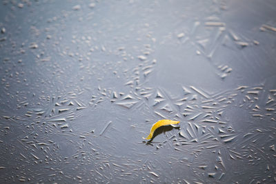 High angle view of bird on wet sand