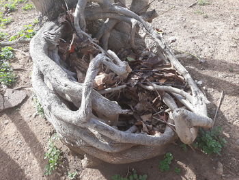 High angle view of tree roots on field