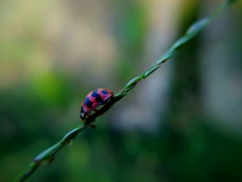 Close-up of ladybug on plant